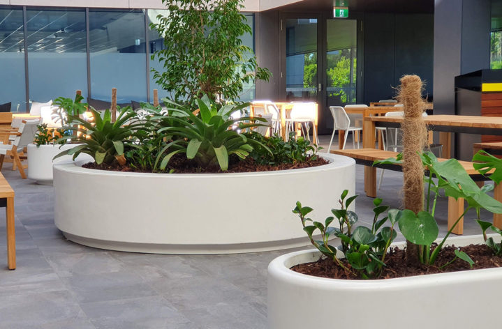 Quatro Planters at Bond University