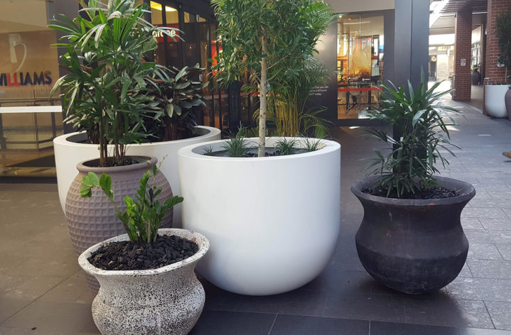 Quatro Pots in Stocklands Shopping Centre