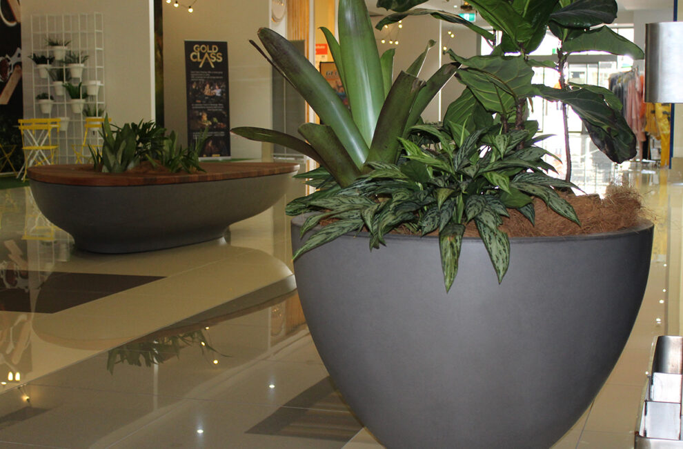 Designer Bowl Planter Pot